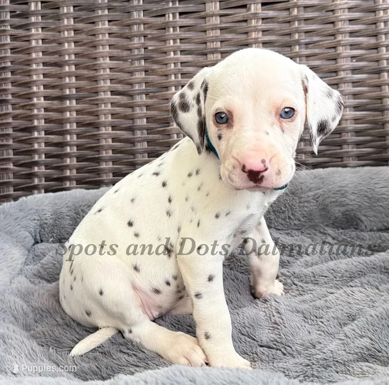 Bacon - AKC LUA Female – Dalmatian puppy for sale in Jacksonville, NC