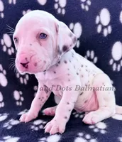 Bacon - AKC LUA Female, a female Dalmatian for sale in Jacksonville, NC – Photo 3 of 10