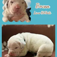 Bacon - AKC LUA Female, a female Dalmatian for sale in Jacksonville, NC – Photo 10 of 10
