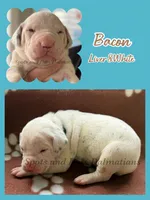 Bacon - AKC Female, a female Dalmatian for sale in Jacksonville, NC – Photo 4 of 4