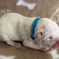 Bacon - AKC LUA Female, a female Dalmatian for sale in Jacksonville, NC – Photo 8 of 10