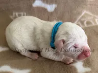 Bacon - AKC Female, a female Dalmatian for sale in Jacksonville, NC – Photo 2 of 4