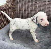 Bacon - AKC LUA Female, a female Dalmatian for sale in Jacksonville, NC – Photo 2 of 10