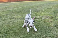 Bree - AKC LUA Female, a female Dalmatian for sale in Jacksonville, NC – 3 of 7