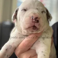 Bo - AKC LUA Male, a male Dalmatian for sale in Jacksonville, NC – Photo 8 of 10