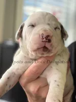 Bo - AKC Male, a male Dalmatian for sale in Jacksonville, NC – Photo 2 of 4
