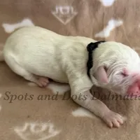 Bo - AKC LUA Male, a male Dalmatian for sale in Jacksonville, NC – Photo 10 of 10