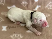 Bo - AKC Male, a male Dalmatian for sale in Jacksonville, NC – Photo 3 of 4