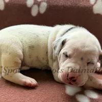 Bo - AKC LUA Male, a male Dalmatian for sale in Jacksonville, NC – Photo 6 of 10