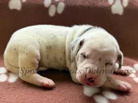 Bo - AKC Male, a male Dalmatian for sale in Jacksonville, NC – Photo 1 of 4