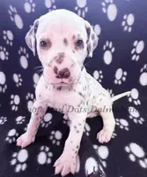 Bo - AKC LUA Male, a male Dalmatian for sale in Jacksonville, NC – Photo 5 of 10