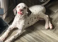 Bo - AKC LUA Male, a male Dalmatian for sale in Jacksonville, NC – 7 of 7