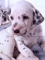 Bo - AKC LUA Male, a male Dalmatian for sale in Jacksonville, NC – Photo 3 of 10