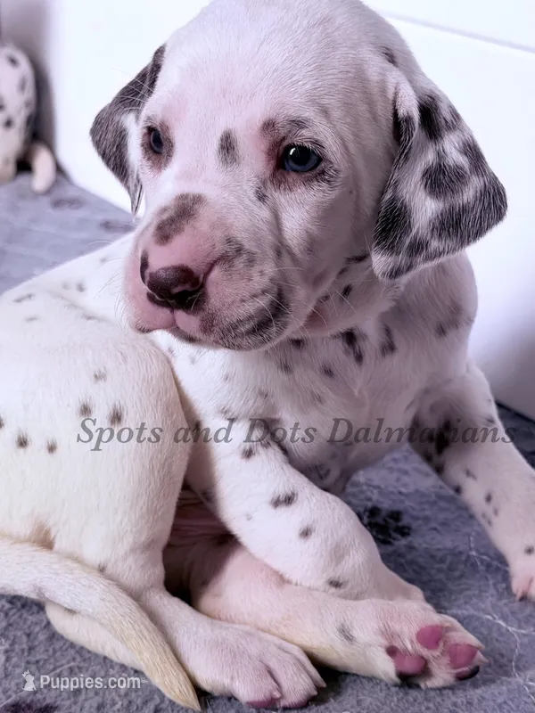 Bo - AKC Male – Dalmatian puppy for sale in Jacksonville, NC