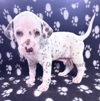 Bo - AKC LUA Male, a male Dalmatian for sale in Jacksonville, NC – Photo 4 of 10