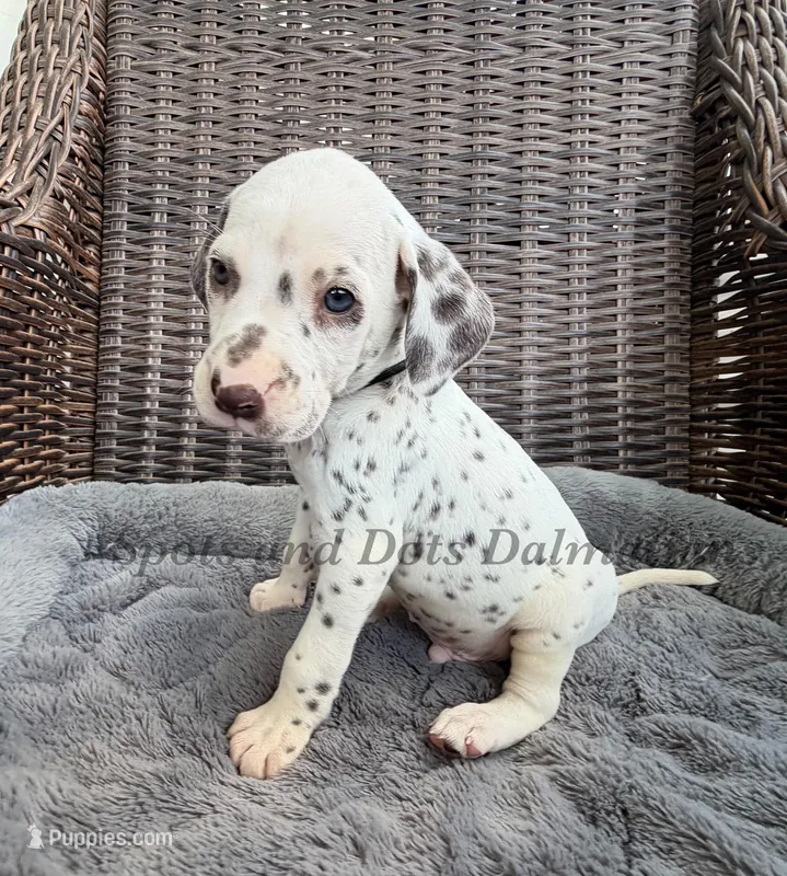 Bo - AKC LUA Male – Dalmatian puppy for sale in Jacksonville, NC
