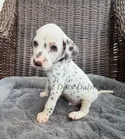 Bo - AKC LUA Male, a male Dalmatian for sale in Jacksonville, NC – Photo 1 of 10