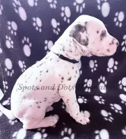Bo - AKC LUA Male, a male Dalmatian for sale in Jacksonville, NC – Photo 9 of 10