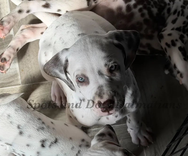 Bo - AKC LUA Male – Dalmatian puppy for sale in Jacksonville, NC