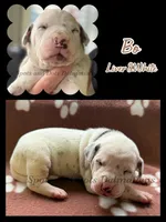 Bo - AKC Male, a male Dalmatian for sale in Jacksonville, NC – Photo 4 of 4