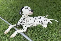Flash, a male Dalmatian for sale in Jacksonville, NC – 5 of 6
