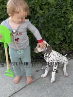Bitsy - AKC LUA Female, a female Dalmatian for sale in Jacksonville, NC – 6 of 10