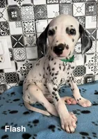 Flash, a male Dalmatian for sale in Jacksonville, NC – 3 of 3