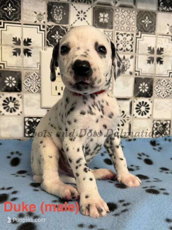 Duke – Dalmatian puppy for sale in Jacksonville, NC