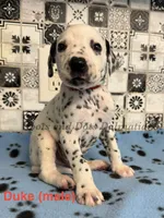 Duke, a male Dalmatian for sale in Jacksonville, NC – 1 of 1