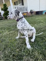 Bo - AKC LUA Male, a male Dalmatian for sale in Jacksonville, NC – 2 of 7