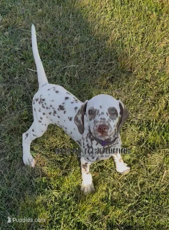 Bitsy - AKC LUA Female – Dalmatian puppy for sale in Jacksonville, NC