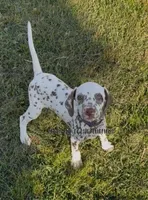 Bitsy - AKC LUA Female, a female Dalmatian for sale in Jacksonville, NC – 1 of 10