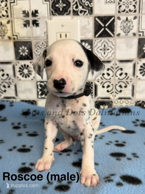 Rosco – Dalmatian puppy for sale in Jacksonville, NC