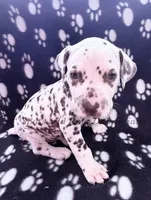 Bailey AKC Female, a female Dalmatian for sale in Jacksonville, NC – Photo 5 of 10