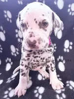 Bailey AKC Female, a female Dalmatian for sale in Jacksonville, NC – Photo 4 of 10
