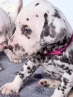 Bailey AKC Female, a female Dalmatian for sale in Jacksonville, NC – Photo 3 of 10