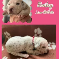 Bailey AKC Female, a female Dalmatian for sale in Jacksonville, NC – Photo 10 of 10
