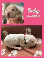 Bailey AKC Female, a female Dalmatian for sale in Jacksonville, NC – Photo 4 of 4