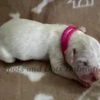 Bailey AKC Female, a female Dalmatian for sale in Jacksonville, NC – Photo 9 of 10