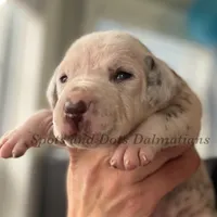 Bailey AKC Female, a female Dalmatian for sale in Jacksonville, NC – Photo 8 of 10