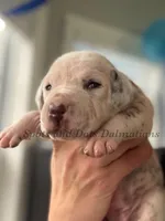 Bailey AKC Female, a female Dalmatian for sale in Jacksonville, NC – Photo 2 of 4