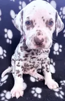 Bailey AKC Female, a female Dalmatian for sale in Jacksonville, NC – Photo 6 of 10