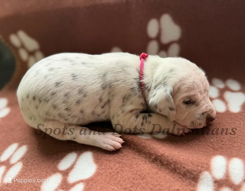 Bailey AKC Female, a female Dalmatian for sale in Jacksonville, NC – Photo 1 of 4
