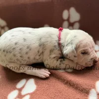 Bailey AKC Female, a female Dalmatian for sale in Jacksonville, NC – Photo 7 of 10