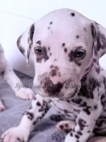 Bailey AKC Female, a female Dalmatian for sale in Jacksonville, NC – Photo 2 of 10