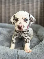 Bailey AKC Female, a female Dalmatian for sale in Jacksonville, NC – Photo 1 of 10
