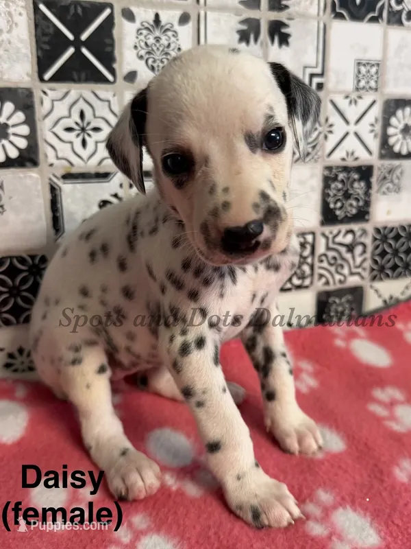 Daisy – Dalmatian puppy for sale in Jacksonville, NC