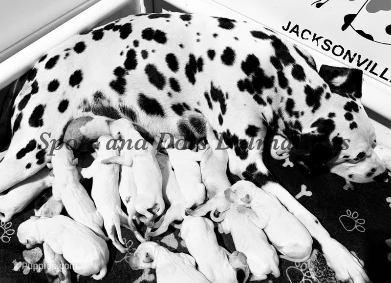 Boy 2 – Dalmatian puppy for sale in Jacksonville, NC