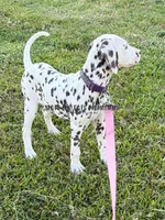 Brynn - AKC LUA Female, a female Dalmatian for sale in Jacksonville, NC – 2 of 8