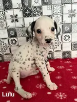 Lulu, a female Dalmatian for sale in Jacksonville, NC – 2 of 2